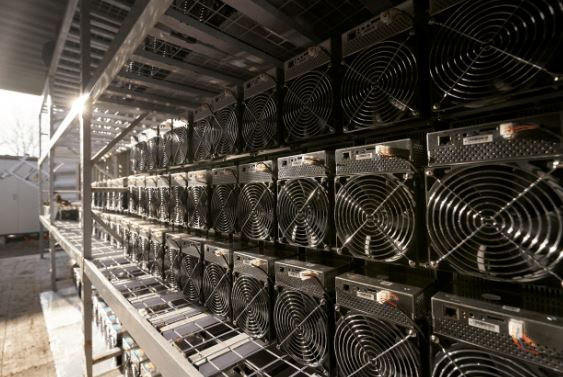 Plantar granjas de Asics en USA (¿valdrá la pena?)